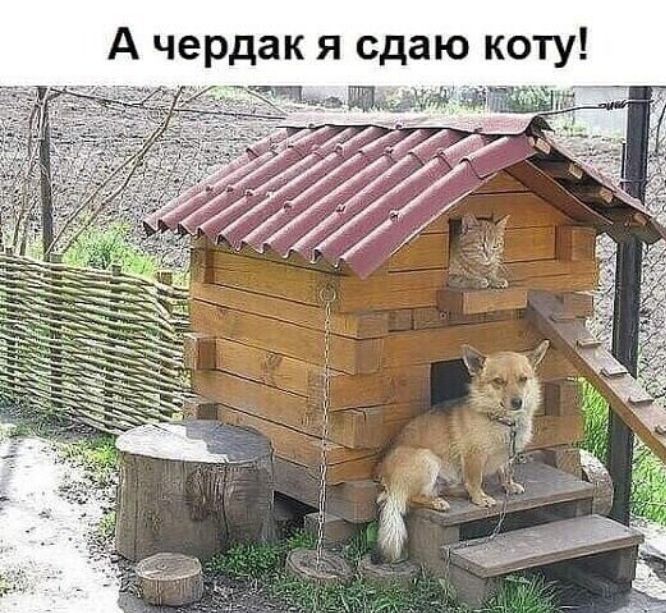 А чердак я сдаю коту