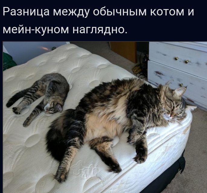 Разница между обычным котом и мейн куном наглядно