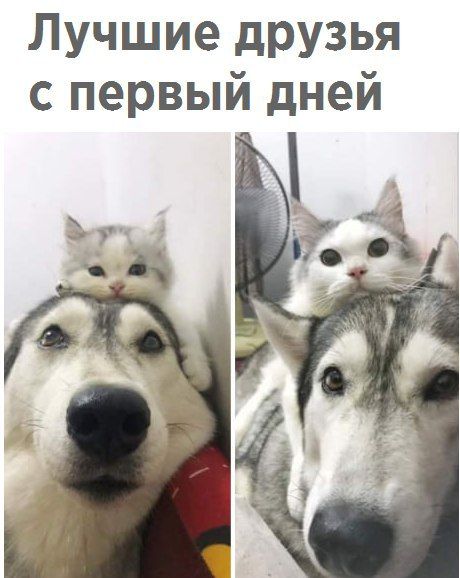 Лучшие друзья с первый дней