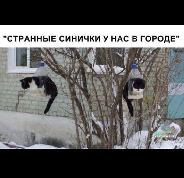 СТРАННЫЕ СИНИЧКИ У НАС В ГОРОДЕ