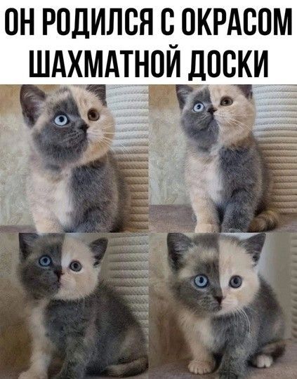 ОНРОДИЛСЯ С ОКРАСОМ ШАХМАТНОИ ДПСКИ