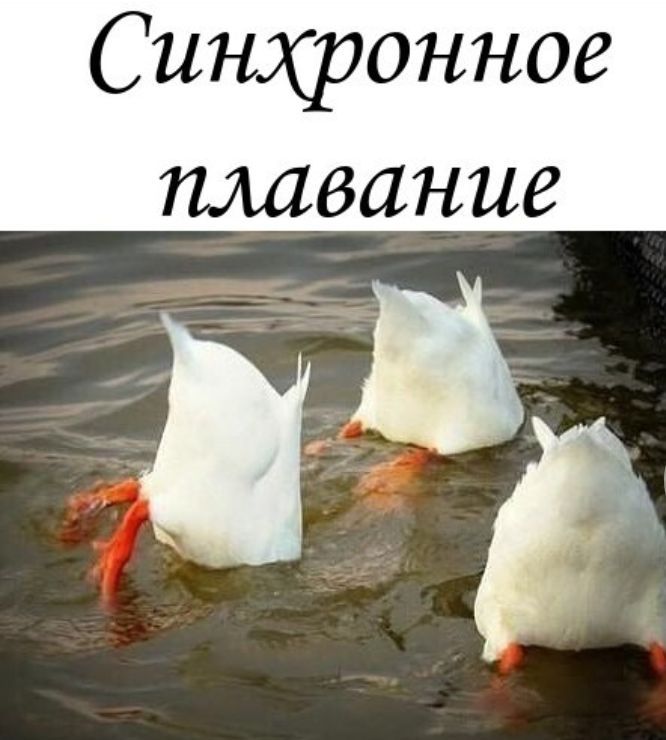 плавание