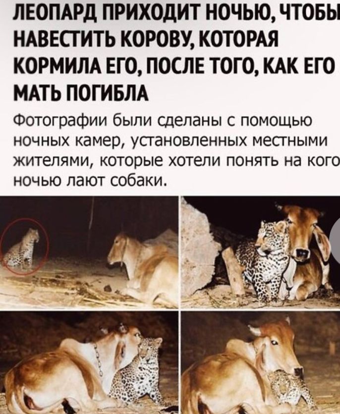 ЛЕОПАРД ПРИХОДИТ НОЧЬЮ ЧТОБЫ НАВЕСГИТЬ КОРОВУ КОТОРАЯ КОРМИЛА ЕГО ПОСЛЕ ТОГО КАК ЕГО МАТЬ ПОГИБЛА Фотографии были сделаны с помощью ночных камер упановпенных местными ЖИТЕЛЯМИ которые ХОТЕЛИ ПОНЯТЬ Нд КОГО ночью лают собаки