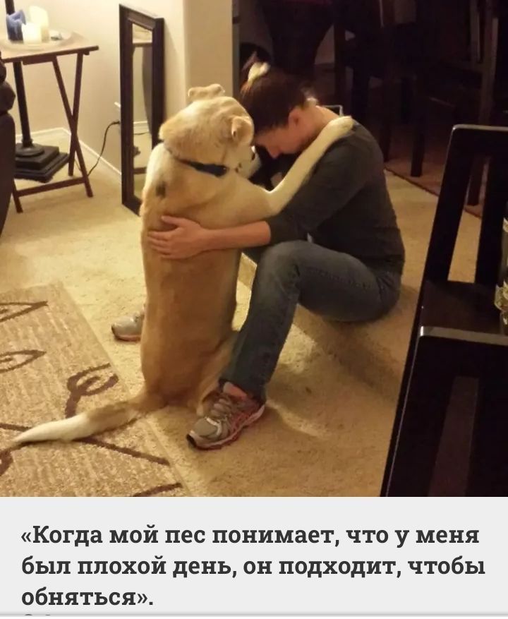 Когда мой пес понимает что у меня был плохой день ин подходит чтобы обняться