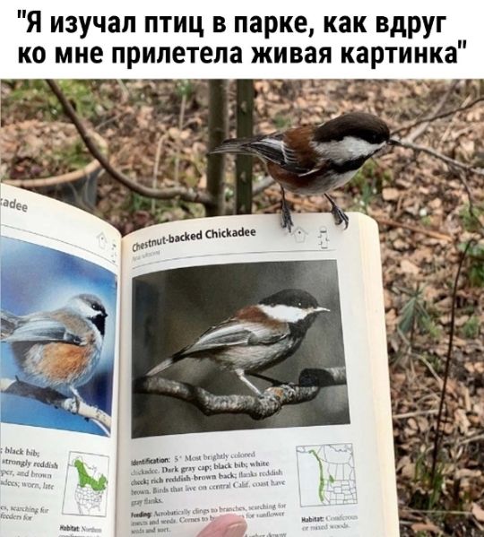 Я изучал птиц в парке как вдруг ко мне прилетела живая картинка