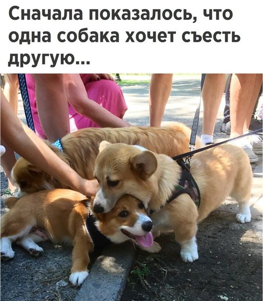 Сначала показалось что одна собака хочет съесть другую