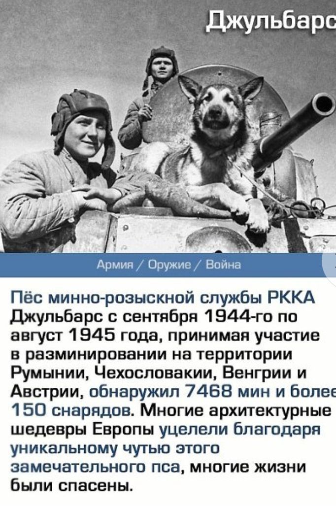 Пёс миннпрозыскной службы РККА Джульбарс сентября 1944 го по август 1945 года принимал участие в рваминировании на территории Румынии Чехословакии Венгрии и Австрии обнаружил 7488 мин и более 1 50 снарядов Многие архитектурные шедевры Европы уцелели благодаря уникальному чутью этого ЗЕМЕЧЗТЕПЬНПГП пва МНОГИЕ ЖИЗНИ были спасены