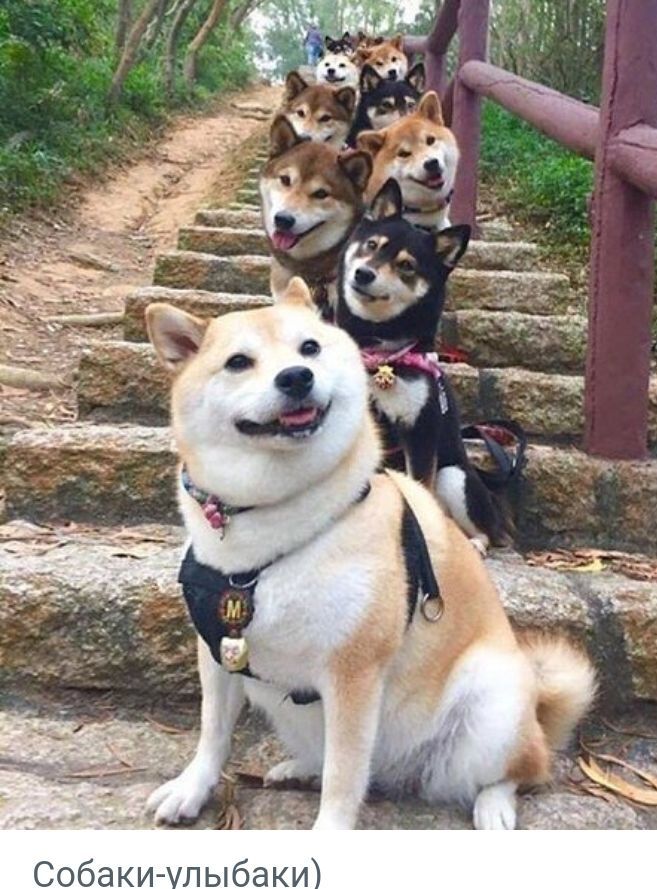 И К а 0 оаки ПЫ Со