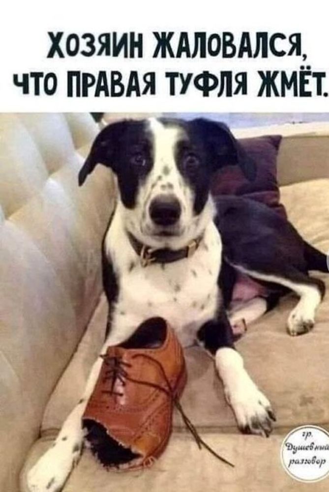 ХОЗЯИН ЖАЛОВАЛСЯ