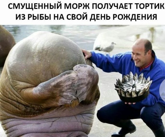 СМУЩЕННЫЙ МОРЖ ПОПУЧАЕТ ТОРТИК ИЗ РЫБЫ НА СВОЙ дЕНЬ РОЖДЕНИЯ