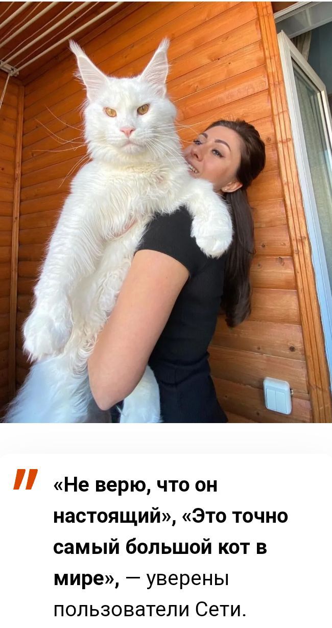 Не верю что он настоящий Это точно самый большой кот в мире уверены пользователи Сети