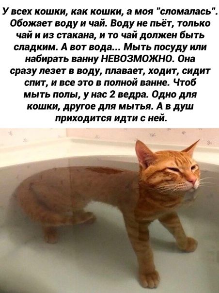 У всех кошки как кошки а моя менялась Обожает воду и чай Воду ие льёт только чай и из стакана и та чай должен быть сладким А вот под Мыть посуду или набирать ванну НЕВОЗМОЖНО Оиа сразу лезет в воду плавает ходит сидит спит и все это в полной ванне Чтоб мыть полы у нас 2 ведра Одна для кошки другое для мытья А в душ приходится идти с ней ди _ _