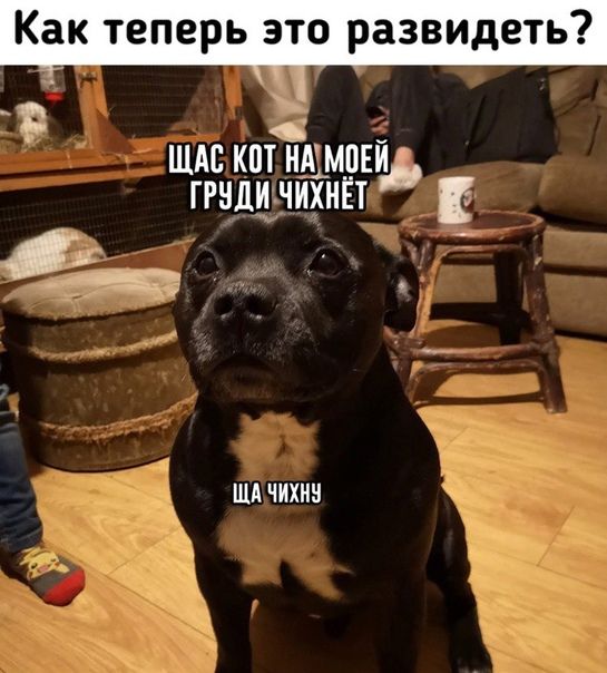 Как теперь это развидеть шдс кпт НАМПЕИ грили чИхнЕт Шд ЧИХМ