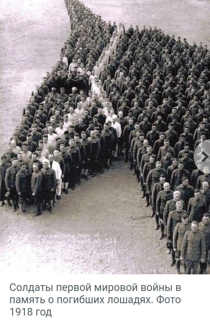 Солдаты первой мировой войны в память о погибших лошадях Фото 1918 год
