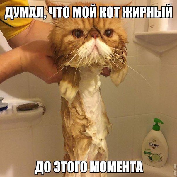 _ дщдпзчю Ш Ш ЖИРНЫИ __ _ до зщцщцмънтд