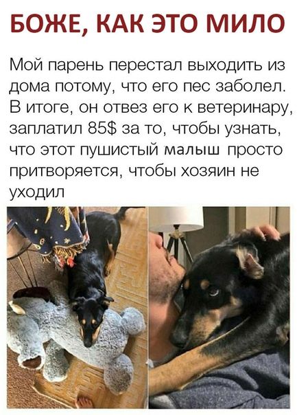 БОЖЕ КАК ЭТО МИЛО Мой парень перестал выходить из дома потому что его пес заболел В итоге он отвез его к ветеринару заплатил 85 за то чтобы узнать что этот пушистый малыш просто притворяется чтобы хозяин не уходил