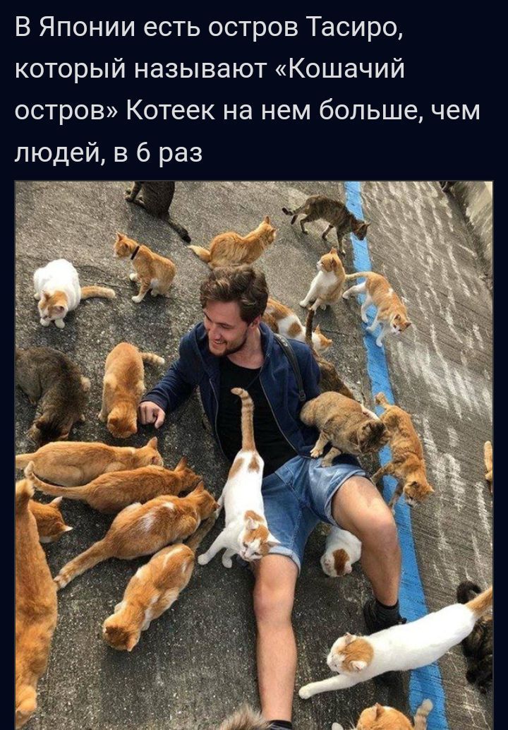 В Японии есть остров Тасиро который называют Кошачий остров Котеек на нем большечем людей в 6 раз