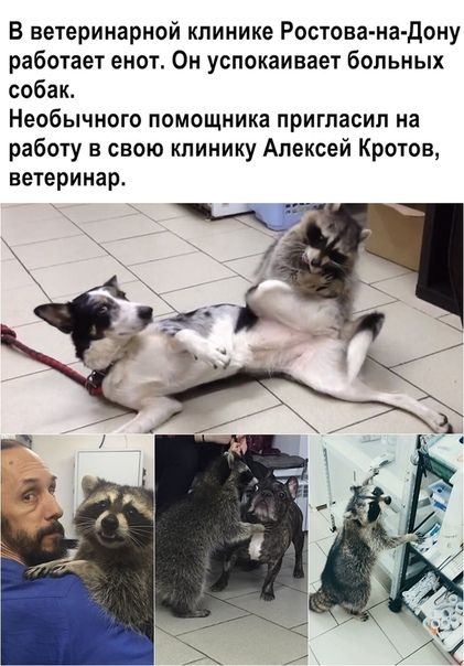В ветеринарной клинике Ростова на дону работает енот Он успокаивает больных собак Необычного помощника пригласил на работу в свою клинику Алексей Кротов ветеринар