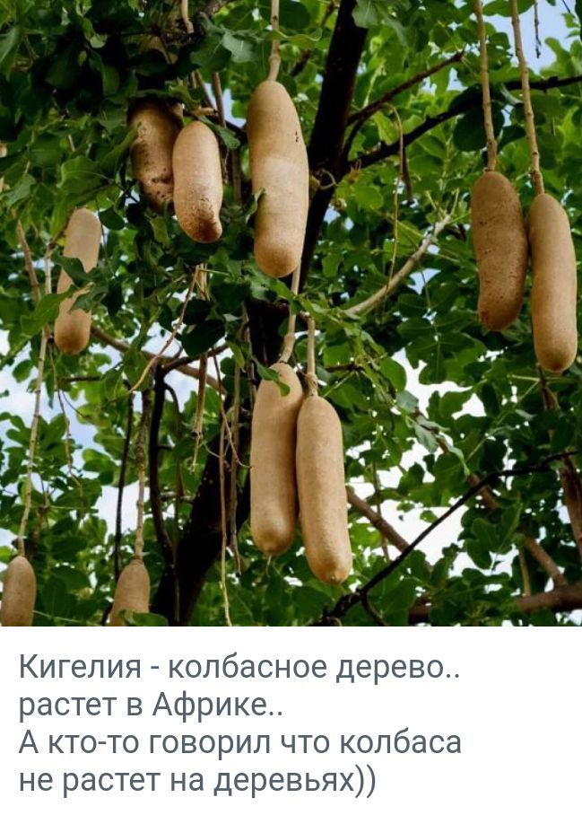 Кигелия колбасное дерево растет в Африке А КТОТО ГОВОР Л ЧТО колбаса не РЭСТЕТ на Деревья