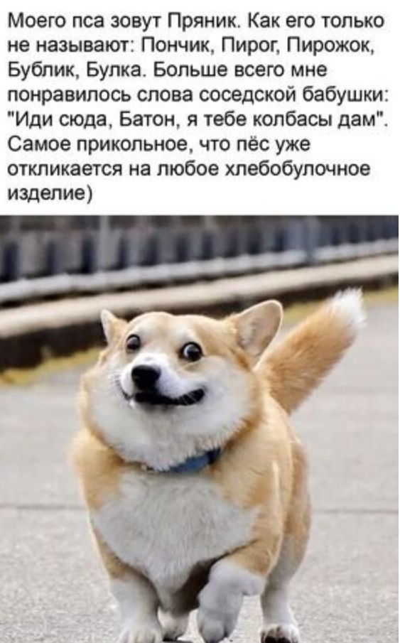 Моего пса зовут Пряник Как его только не называют Пончик Пирог Пирожок Бублик Бупка Больше всего мне понравилось слова соседской бабушки Иди сюда Батон я тебе колбасы дам Самое прикольное что пес уже откликается на любое хлебобулочиое ищепие