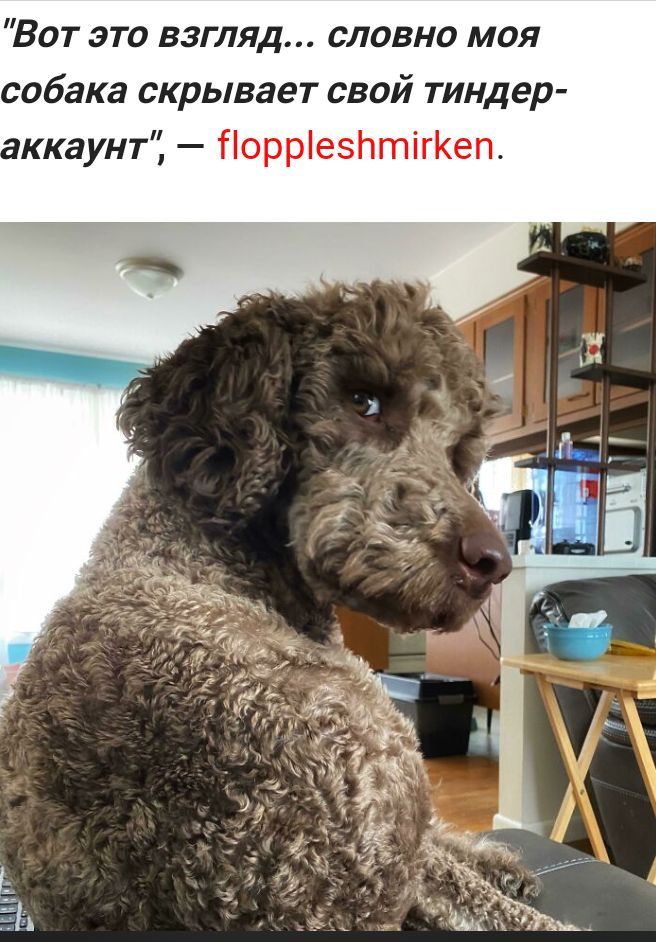 Вот это взгляд словно моя собака скрывает свой тиндер ккаунт ПорріезйтігКеп