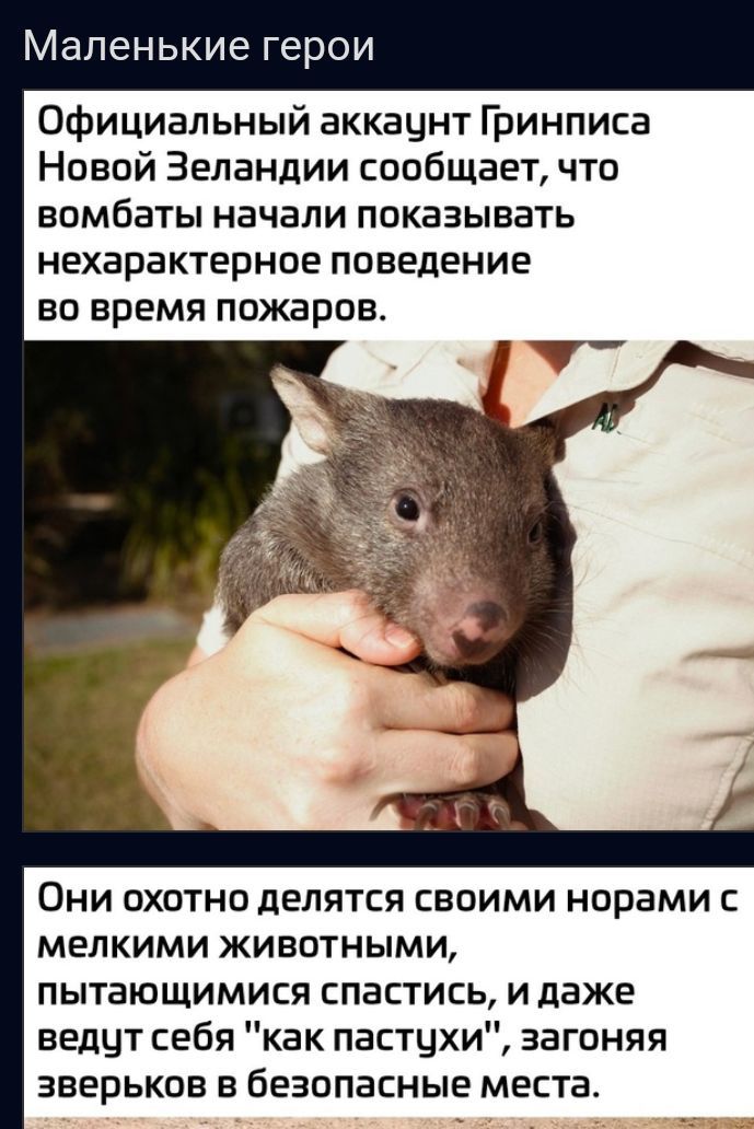 Маленькие герои Официальный аккачнт Гринписа Новой Зеландии сообщает что вомбаты начали показывать НЕХВРВКТЕРНОЕ ПОВЕДЕНИЕ во время пожаров Они охотно делятся своими норами с мелкими животными пытающимися спастись и даже ведцт себя как пастцхи загоняя зверьков в безопасные места