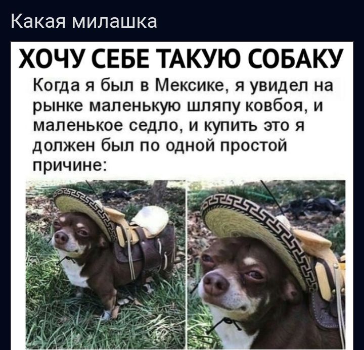 Какая милашка ХОЧУ СЕБЕ ТАКУЮ СОБАКУ Когда я был в Мексике я увидел на рынке маленькую шляпу ковбоя и маленькое седло и купи1ь это я должен был по одной простой причине