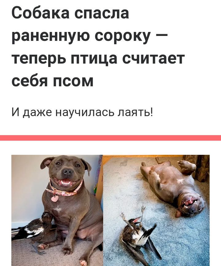 Собака спасла раненную сороку теперь птица считает себя псом И даже научилась паять