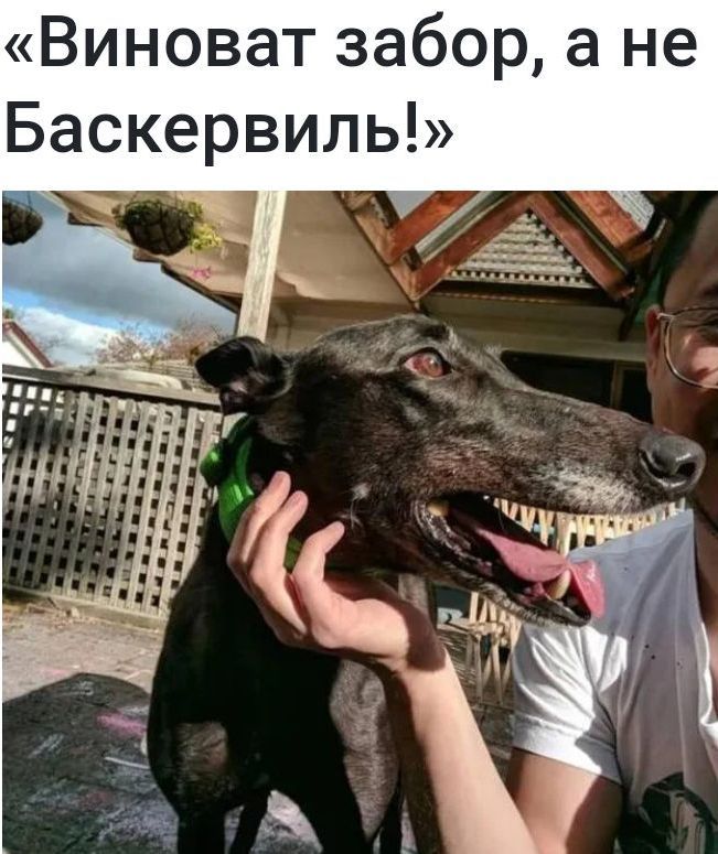 Виноват забор а не Баскервиль