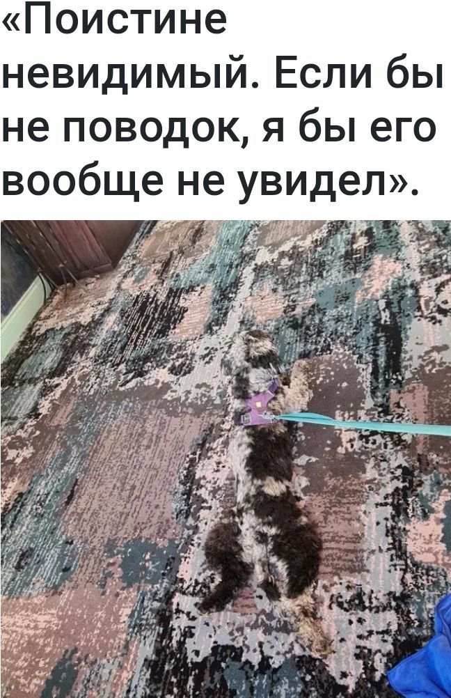 Поистине невидимый Если бы не поводок я бы его вообще не увидел 7