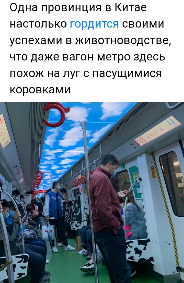 Одна провинция в Китае настолько гордится своими успехами в животноводстве что даже вагон метро здесь похож на луг с пасущимися коровками
