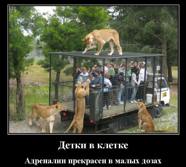 детки в клетке Адреишши прекрасен в ищи п датах