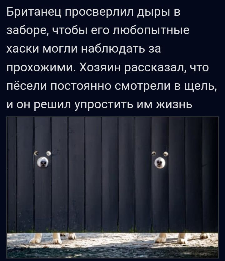Британец просверлил дыры в заборе чтобы его любопытные хаски могли наблюдать за прохожими Хозяин рассказал что пёсели постоянно смотрели в щель И ОН решил уПрОСТИТЬ ИМ ЖИЗНЬ