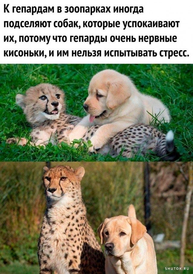 К гепардам В зоопарках ИНОГДЗ ПОДСЕПЯЮТ собак КОТВРЫЕ УСПОКЗИВЗЮТ ИХ ПОТОМУ ЧТО гепарды очень нервные КИСОНЬКИ И ИМ НЕЛЬЗЯ ИСПЫТЫВЗТЬ СТРЕСС