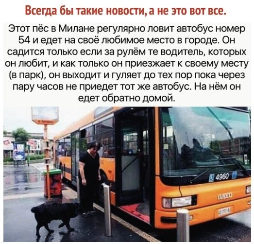 Эс союмсс Этот пёс в Милане регулярно ловит автобус номер 54 и едет на своё любимое место в городе Он садится только если за рулём те водитель которых он любит и как только он приезжает к своему месту в парк он выходит и гуляет до тех пор пока через пару часов не приедет тот же автобус На нём он едет обратно домой