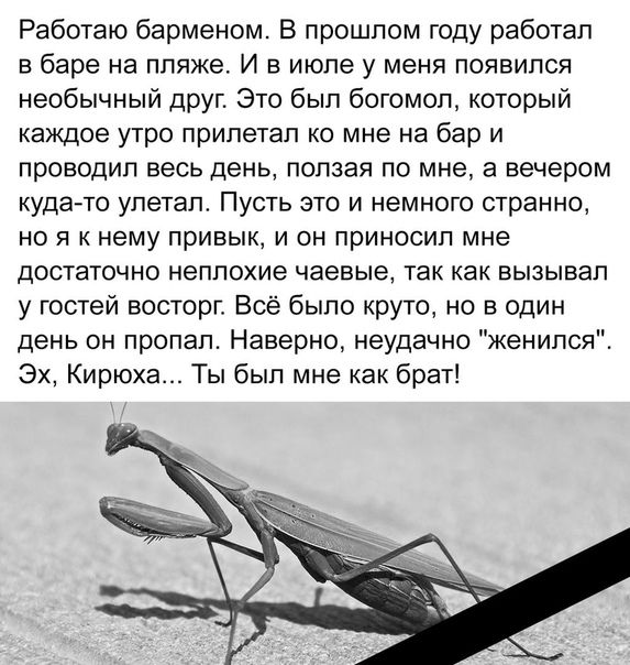 Работаю барменом В прошлом ГОДУ Работал в баре на пляже И в июле у меня появился необычный друг Это был богомол который каждое утро припетап ко мне на бар и проводил весь день попзая по мне а вечером кудато улетал Пусть это и немного странно но я к нему привык и он приносил мне достаточно неплохие чаевые так как вызывал у гостей восторг Всё было круто но в один день он пропал Наверно неудачно жени