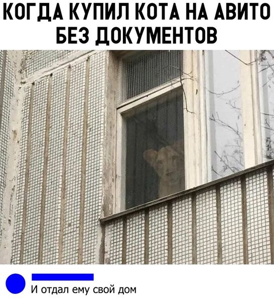 КОГДА КУПИЛ КОТА НА АВИТО БЕЗ ЦОКУМЕНТОВ И отдал ему свой дом