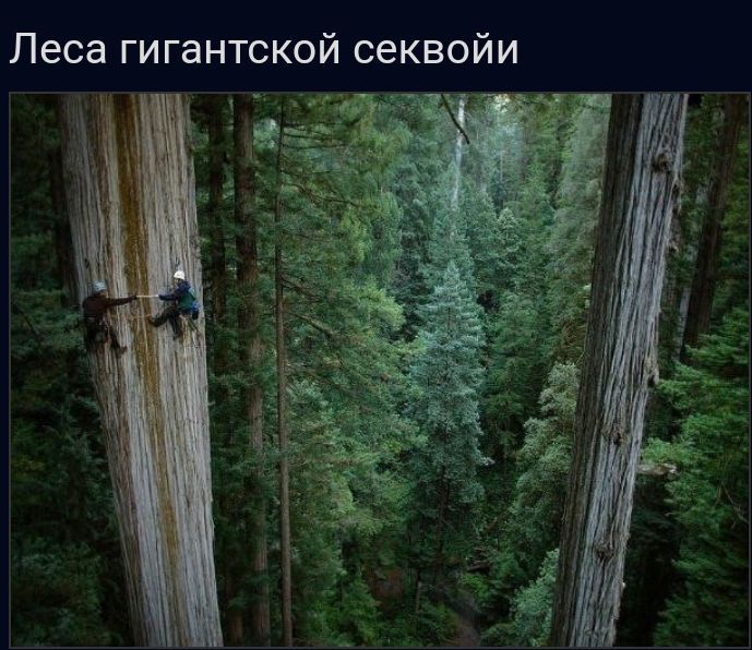 Леса гигантской секвойи
