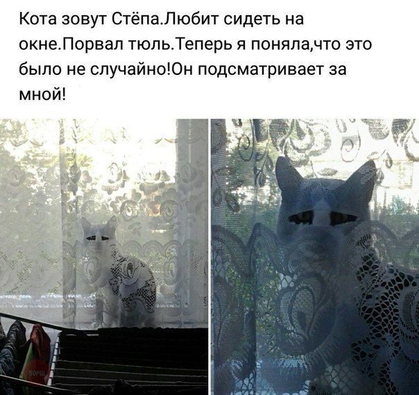 Кота зовут СтёпаЛюбит сидеть на окнеЛорвап тюльТеперь я понялачто это было не спучайноюм подсматривает за мной