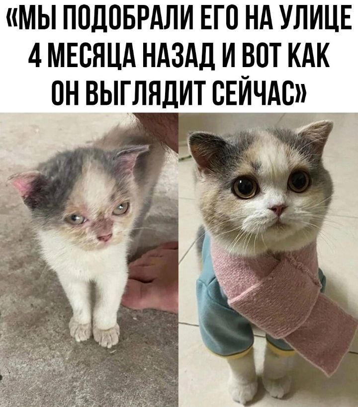 МЫ ППЛПБРАЛИ ЕГО НА УЛИЦЕ 4 МЕСЯЦА НАЗАД И БОТ КАК ОН ВЫГЛЯДИТ СЕИЧАС м