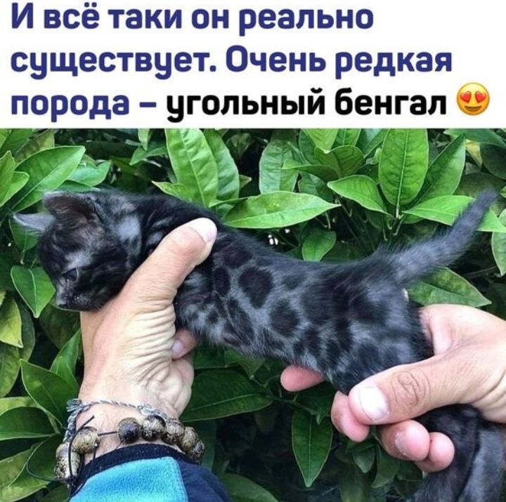 И всё таки он реально существует Очень редкая порода угольный бенгап