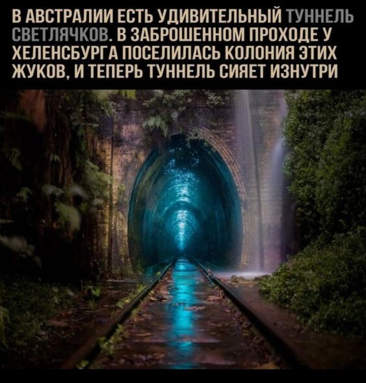В АВБТРАЛИИ ЕСТЬ УДИВИТЕЛЬНЫИ ТУННЕПЬ СВЕТПНЧКПВ В ЗАБЮШЕННПМ ПРПХПДЕ У ХЕЛЕНВБУРГА ППСЕЛИЛАБЬ КШЮНИН ЗТИХ ЖУКОВ И ТЕПЕРЬ ТУННЕПЬ ВИПЕТ ИЗНУТРИ