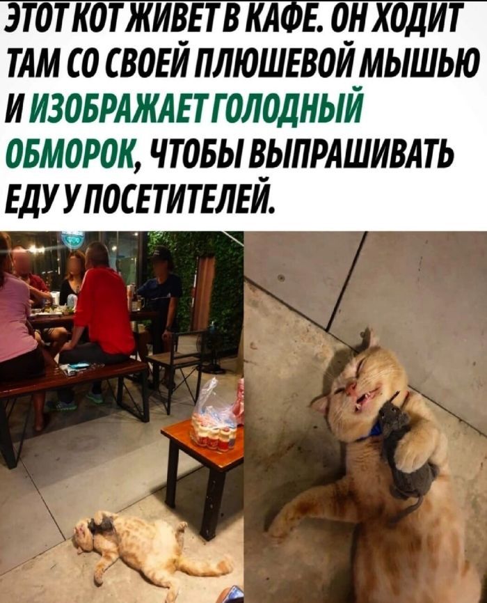 ТАМ СО СВдЕЙ ПЛЮШЕВОЙ МЫШЬЮ И ИЗОБРАЖАЕ ТГ 0Л0ДНЫИ ОБМ0Р0К ЧТОБЫ В_ЫПРАШИВАТЬ ЕДУ У ПОСЕ ТИТЕЛЕИ