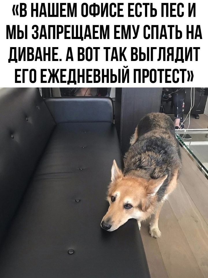 В НАШЕМ ОФИСЕ ЕСТЬ ПЕС И МЫ ЗАПРЕЩАЕМ ЕМУ СПАТЬ НА дИВАНЕ А ВОТ ТАК_ ВЫГЛЯДИТ ЕГПЕЖЕДНЕВНЫИ ПРПТЕСТ