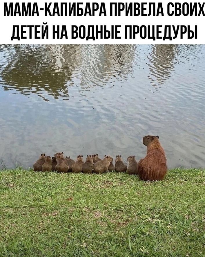 МАМА КАПИБАРА ПРИВЕЛА СВОИХ дЕТЕЙ НА ВОДНЫЕ ПРОЦЕДУРЫ