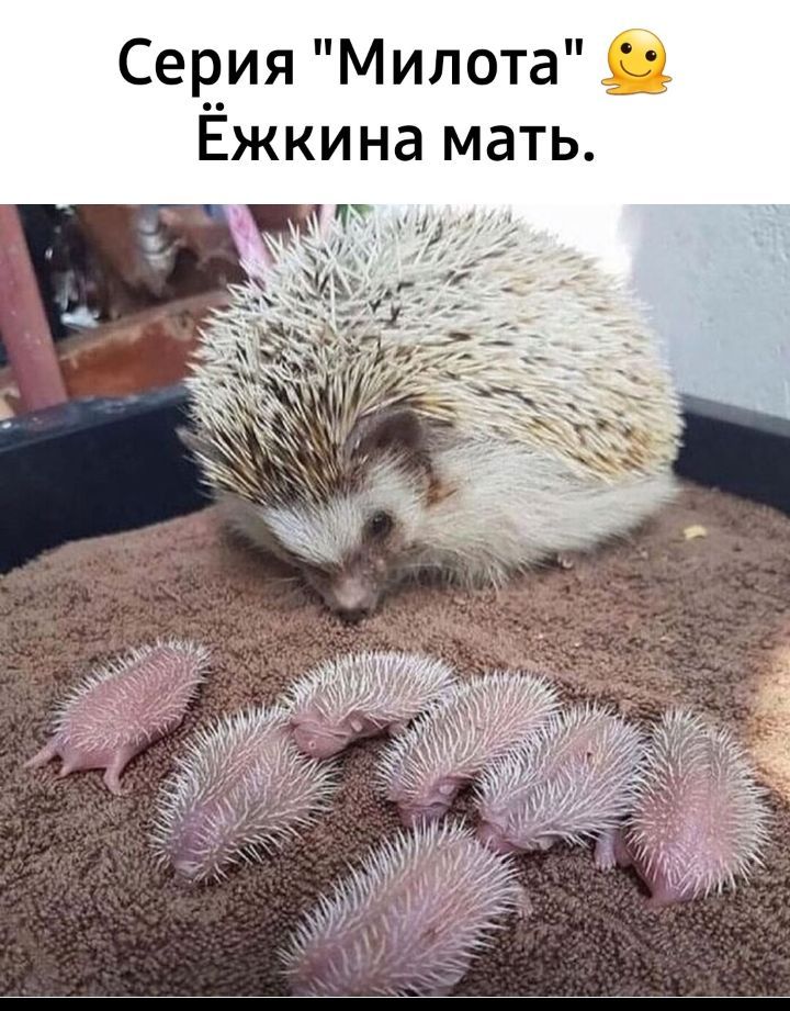 Серия Милота Ежкина мать