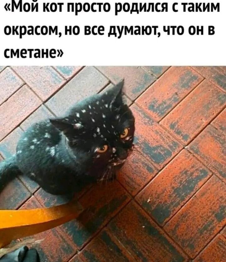 ОИ КОТ ПРОСТО родился С таким окрасом НО ВСЕ думают ЧТО ОН В СМЕТЗНЕ
