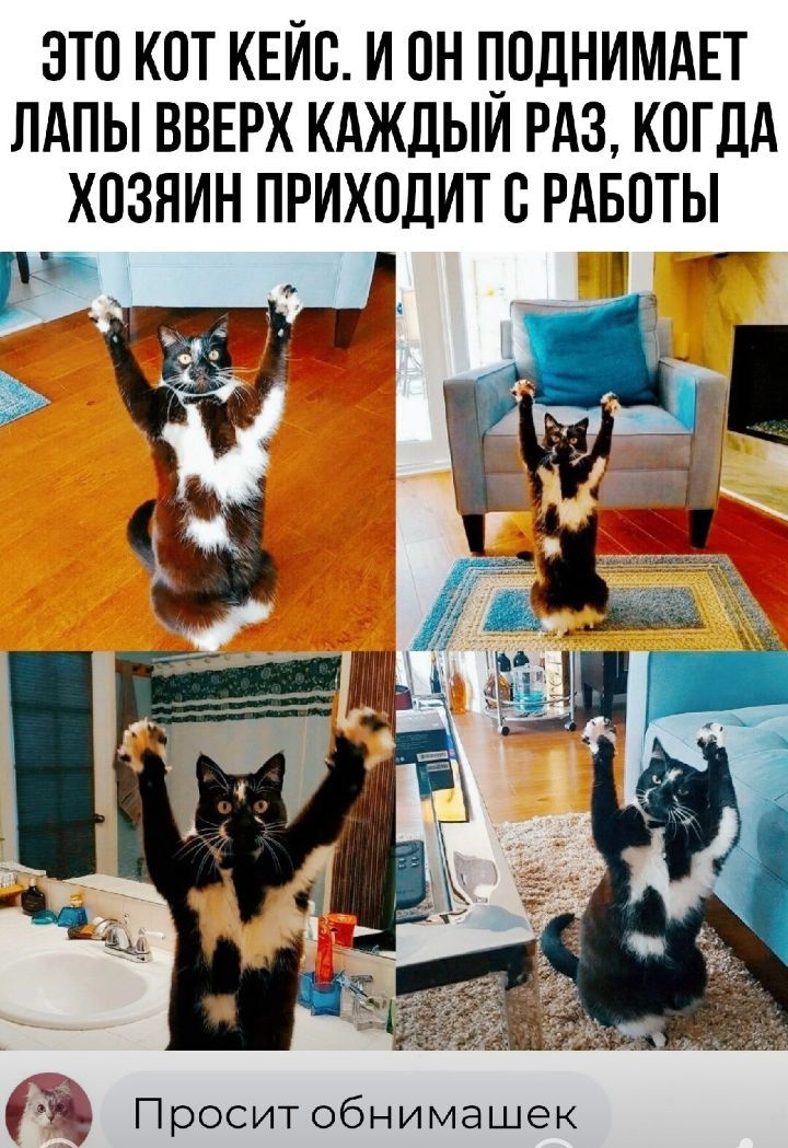 ЭТП КПТ КЕЙБ И ОН ПОДНИМАЕТ ЛАПЫ ВВЕРХ КАЖДЫИ РАЗ КОГДА ХПЗНИН ПРИХВДИТБ РАБОТЫ Просит обнимашек