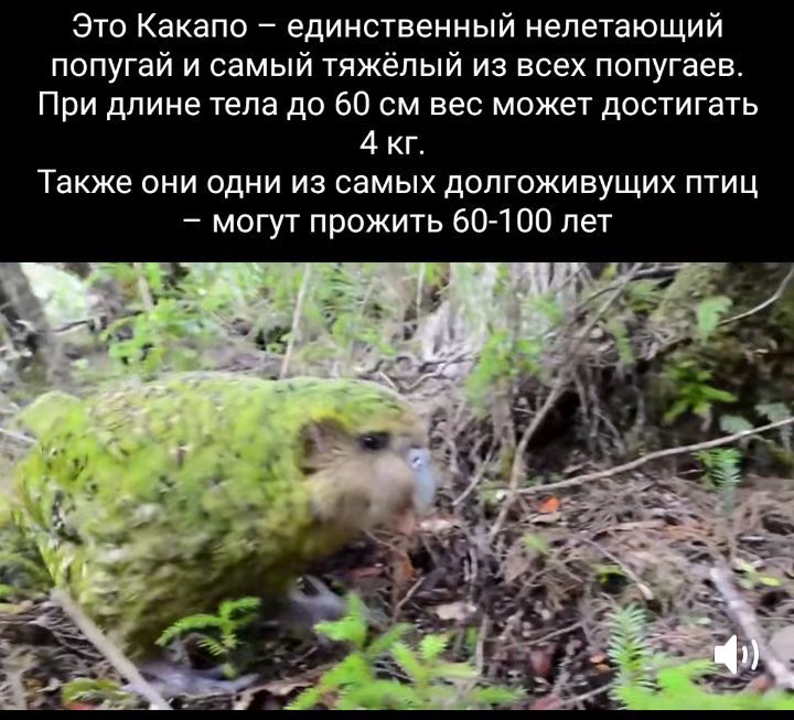 Это Какапо единственный непатающий попугай и самый тяжёлый из всех попугаев При дпине тела до 60 см вес может достигать 4 кг Также они одни из самых долгоживущих птиц могут прожить 60 100 пет