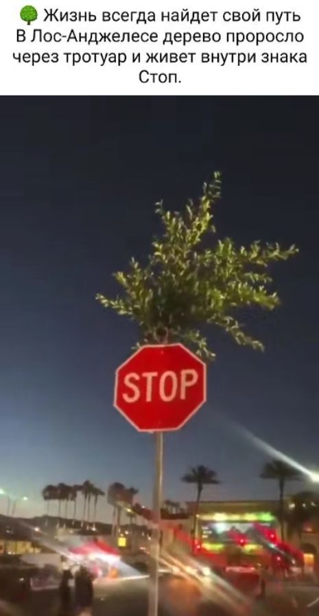 и Жизнь всегда найдет свой путь В Лос Анджелесе дерево пророспо через тротуар и живет внутри знака Стоп